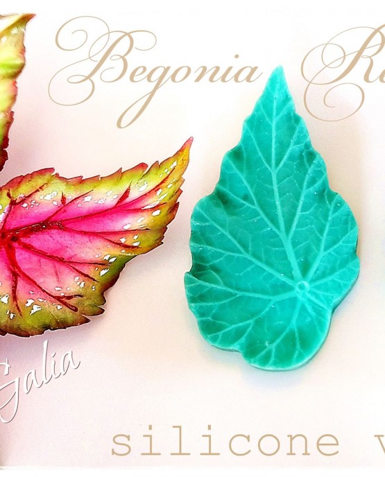 BEGONIA F7