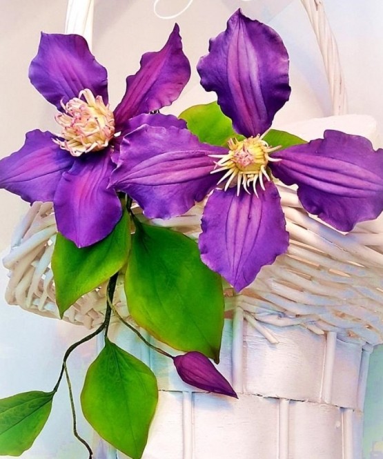 clematita